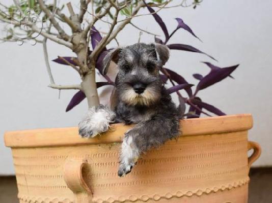 PoulaTo: Μινιατούρα Schnauzers πιπέρι και αλάτι